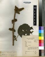 Image result for Laportea alatipes