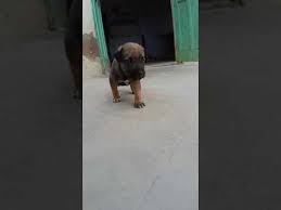 Our firm has made unbelievable breakthrough in the providing pet transportation service. Cute Dogi Jerman Seaford Puppy Innocent Puppy Youtube