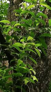 Image result for Tetracera