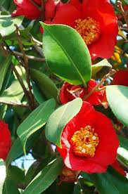 Pin Su Camellias