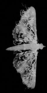 Black And White Photography Collage Black And White Photo Collage Of Moth And Plant Blackandwhiteinsectphotography Insect Photography Black And White Photography Fade To Black