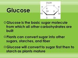 How many gram sugar in 1 cups? The Energy You Use Comes From The Carbohydrates In Food Your Body Changes Carbohydrates Into Glucose A Form You Can Use For Immediate Energy Your Ppt Download