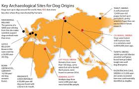 the origins of dogs discover magazine