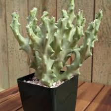 Image result for Trochomeria hookeri