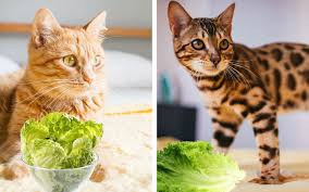👉 there's also the question of baby spinach and whether it's more beneficial to the cat than mature spinach. 6 Reasons Why Cats Can Eat Lettuce With 4 Feeding Ways