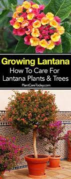 Lantana Bush Care How To Grow Lantana Plant And Trees Lantana Plant Sun Loving Plants Plants