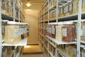 Check out our many rare cannabis seeds, a mix of exclusive and. How A Seed Bank In Mexico Produces Data To Help Alleviate Poverty Cimmyt