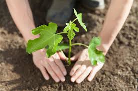 Fig trees survive better if set 2 to 4 inches deeper than they were grown in the nursery. How To Grow A Fig Tree Hgtv
