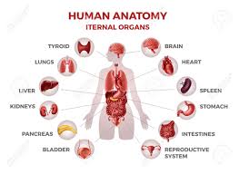 Picture of female reproductive system diagram 1024×1204. Body Internal Organs Woman Body Anatomy With Stomach And Kidneys Royalty Free Cliparts Vectors And Stock Illustration Image 159850566