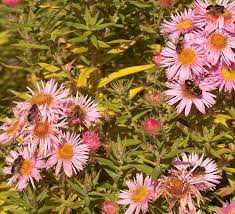 New england has many beautiful and intriguing native plants. Favourite Insect Friendly Flowers And Plants October Thegardenimpressionists
