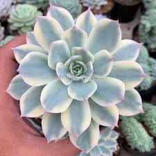 Image result for Senecio subsessilis