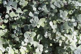 Image result for Helichrysum nitens