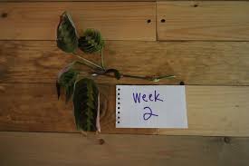 Another method of prayer plant propagation is by dividing the rhizomes. Prayer Plant Propagation The Easiest Way
