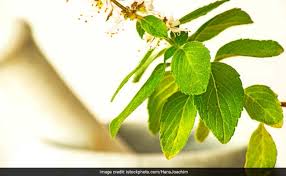 In this article, will discuss ayurvedic treatment of piles in detail. Diabetes 3 Ayurvedic Herbs To Manage Blood Sugar Naturally