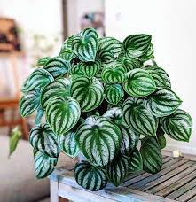 How To Grow Watermelon Peperomia Indoors Plants Peperomia Plant Watermelon Plant