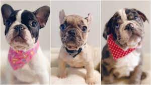 As a result, poetic french bulldog puppies grow into thriving, gorgeous dogs. Have You Seen These Bulldog Puppies Stolen From Tampa