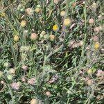 Image result for Nidorella vernonioides