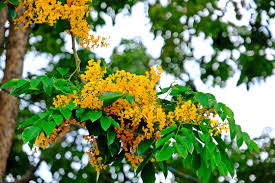 Image result for Pterocarpus indicus