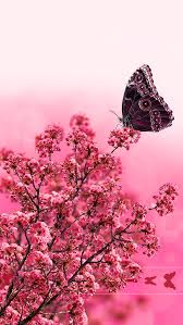 Nature butterfly most beautiful flowers wallpapers. 21 Nature Flower Butterfly Wallpaper Hd Venera Wallpaper