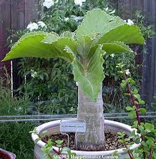 Image result for Cyphostemma robsonii