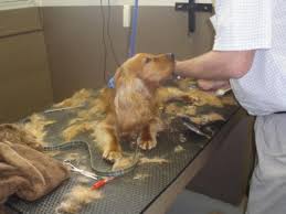 Maybe you would like to learn more about one of these? Groomingdales Pietermaritzburg Pet Health Services Phone 033 342 6 Email Contact Think Local