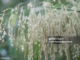 Image result for Phragmites karka
