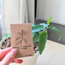 Image result for Eucalyptus citriodora