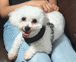 I'm looking for a piano teacher for my teens. I would prefer someone near  to our house (Old Dominion area across from Lee Heights) so they can walk.  We also don't need