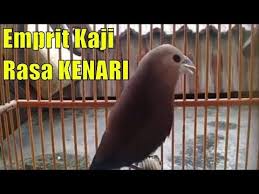 Tutorial membuat burung merak emas dari kain batik. Burung Emprit Rasa Kenari Id Lif Co Id