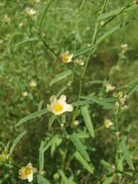 Image result for Sida spinosa