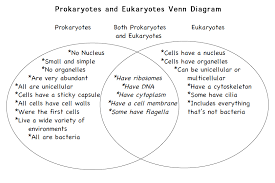 Animal plant bacterial cell venn diagram. Eukaryotic Prokaryotic Venn Diagram Fakomo