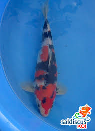 Mimpi menangkap ikan dalam sebuah ajaran islam dapat diartikan sebagai suatu pertanda baik bagi setiap orang yang mengalaminya. Awal Cerita Merawat Ikan Koi Saldiscus S Blog