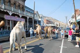 Virginia city trolley ile i̇lgili : Photo Gallery International Camel Ostrich Races Sept 5 7 2014 In Virginia City