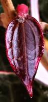 Image result for Carvalhoa macrophylla