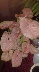 Pin On Plants