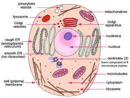 Check spelling or type a new query. Cell Structure Cells Project Animal Cell Cell Model Project