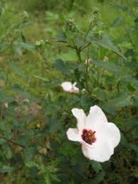 Image result for Pavonia