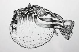Blowfish Fugu Art Print A4 Or A5 Ink Drawing Illustration Seacreature Fish Animal Art Unframed Fish Drawings Animal Art Art Prints