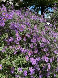 Image result for Chlorophytum perfoliatum