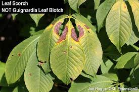 We did not find results for: Guignardia Leaf Blotch Running Rampant Bygl