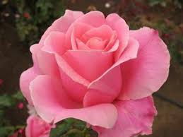 Rosa - Tessere