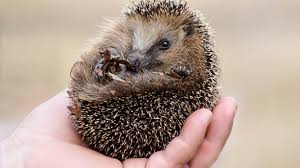 Sie können je nach witterung versuchen den igel im garten zu füttern. Igel Baby Gefunden Was Nun