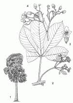 Image result for Vitex fischeri