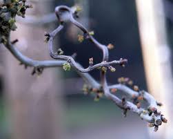 Image result for Crataegus