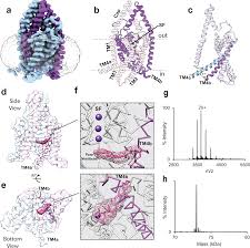 Membrane phospholipids control gating of the mechanosensitive potassium  leak channel TREK1 | Nature Communications