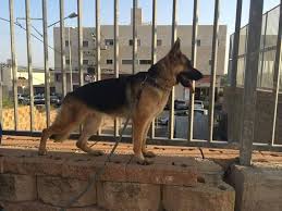 Both of which, are touted for their amazing physicality and intelligence in the canine kingdom. Doberman Pinscher Pit Bull German Shepherd Home Facebook