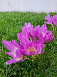 Image result for Colchicaceae