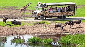 Enjoy a delightful break together. 12 Safari Parks In Deutschland Wilde Tiere Hautnah Erleben Caravaning