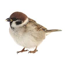 How to stop birds nesting in eaves? How To Get Rid Of Birds Updated For 2020