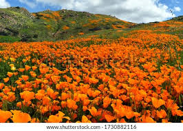 Halloween events from los angeles to san diego. Shutterstock Puzzlepix